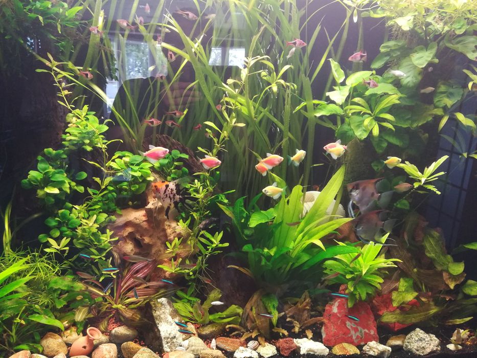 ПОДДРЪЖКА и ИЗРАБОТКА на аквариуми по поръчка