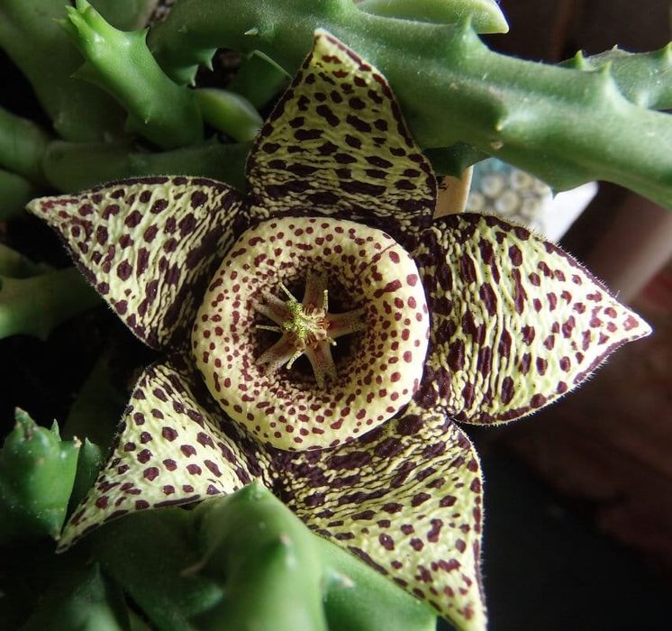 Продаю Стапелию тигровую.