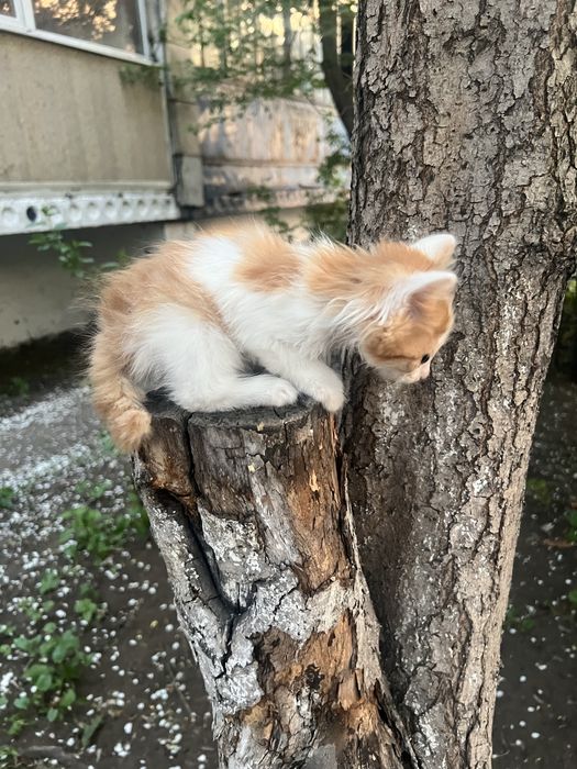 Отдадим котенка в добрые руки