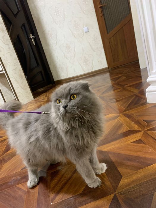 Oʻgʻil  vyazkaga tayyor toza zot