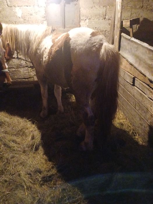 De vânzare, mânz de un an , mai multe detalii la tel..