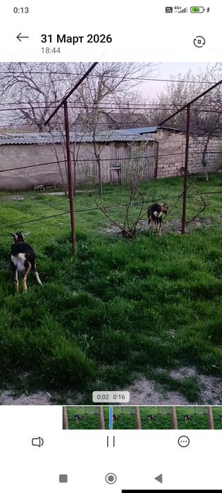 Альпи Ешкілер екеуін бірге сатам срочно 220