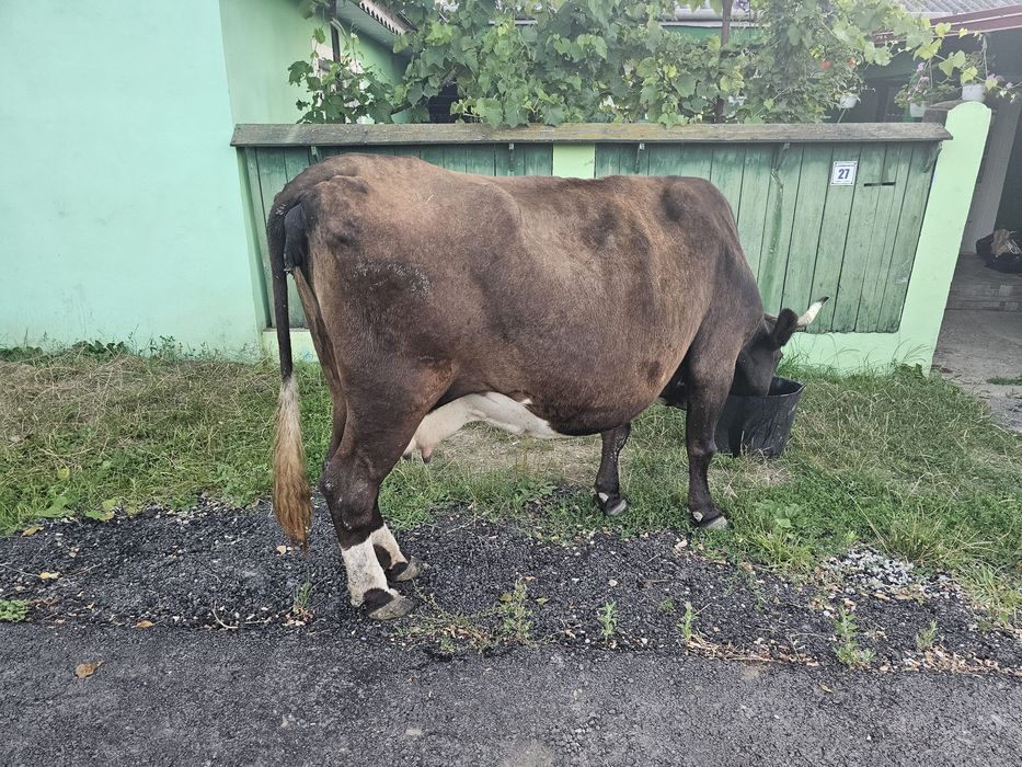 Vaca gestanta in a 9 luna