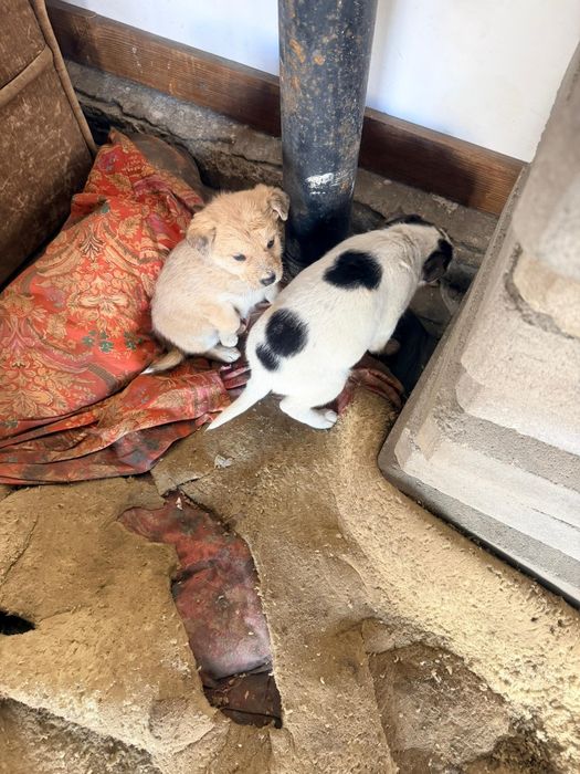 Продаю  сдаю хорошие шенки