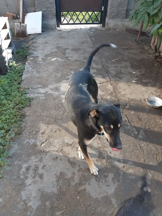 Собака ищет дом и хорошие руки