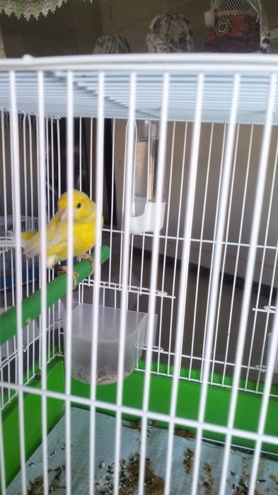 Канарейки перепелки шеглы соловьи