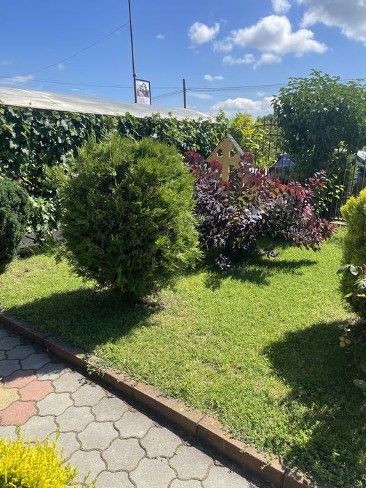 Cazare Sebes Petresti Transalpina Vila Izvor