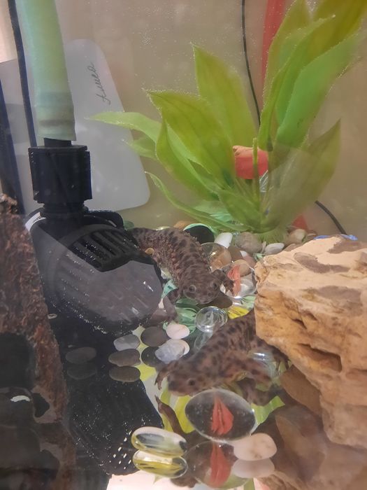 Тритонов продам в комплекте