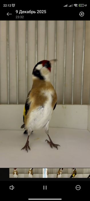 Кокил сотилади стойкали маржон