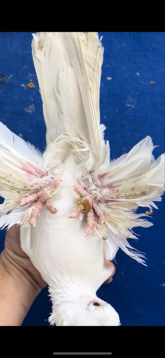 Белый пара плод есть