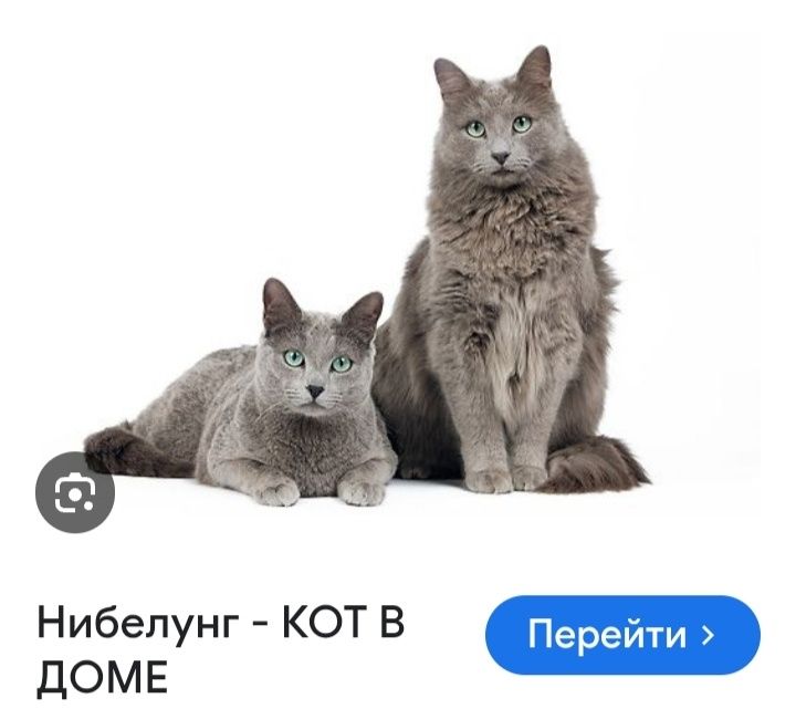 Xotinim va dostim bilan jinsiy aloqa