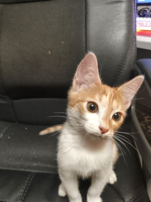 Котёнок мальчик 2 месяца с доставкой