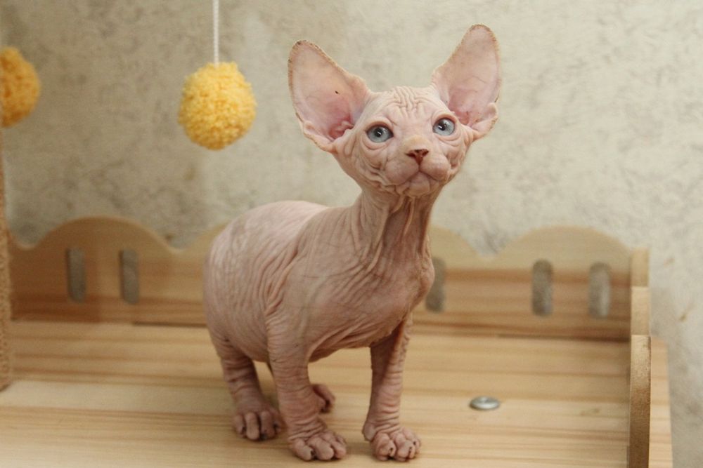 Кошечка, канадский сфинкс