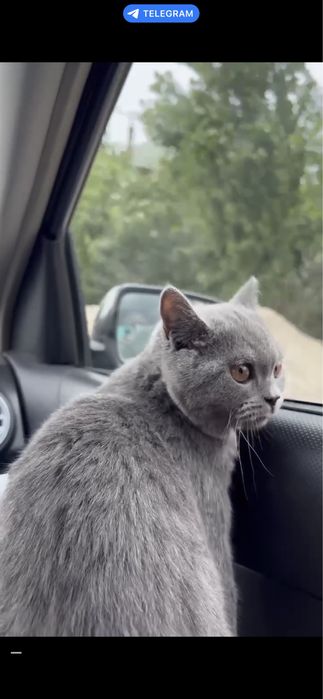 Кошка продаётся