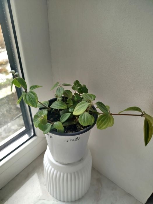 Продам пеперемию ROCCA VIVACE