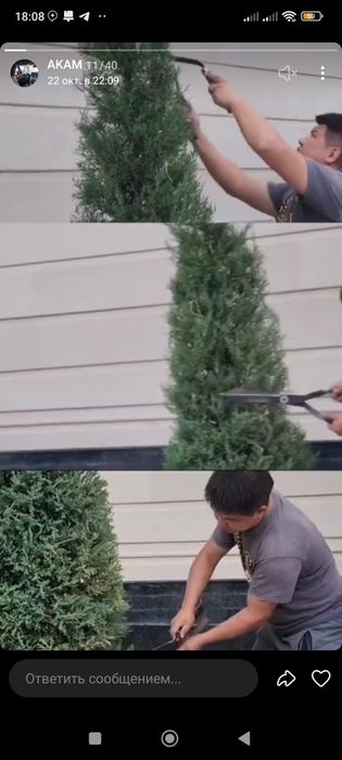 Обрезка деревьев и кустарников лечение сады вредных клещ