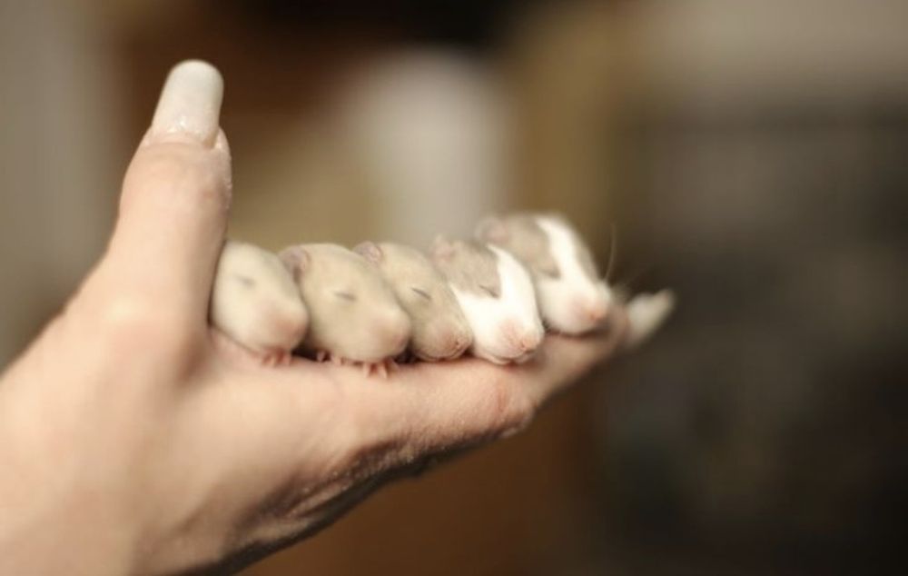 Крысята дамбо в продаже