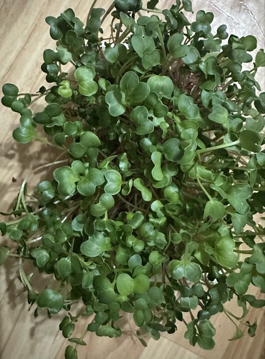 Свежая Микрозелень