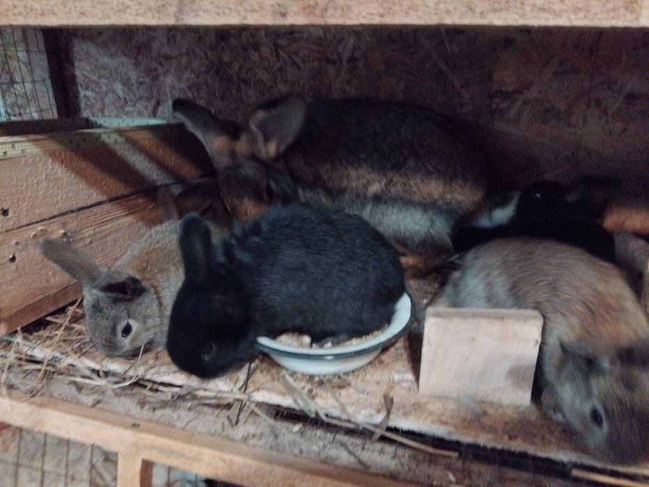 Кролики. Молодняк и взрослые