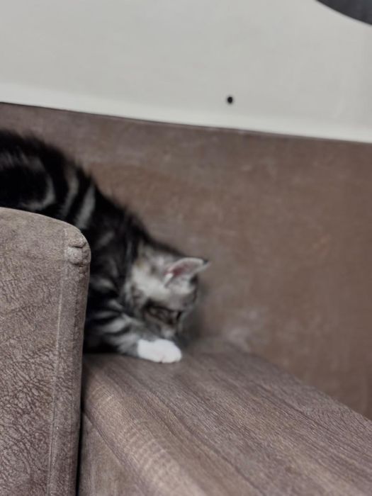 котята, в хорошие руки