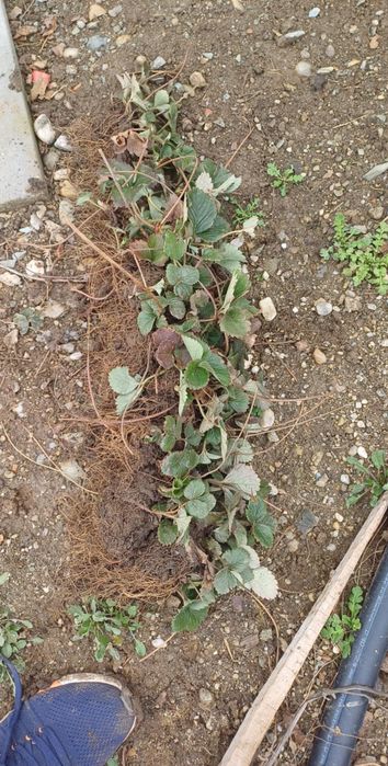 Stoloni capsuni mari