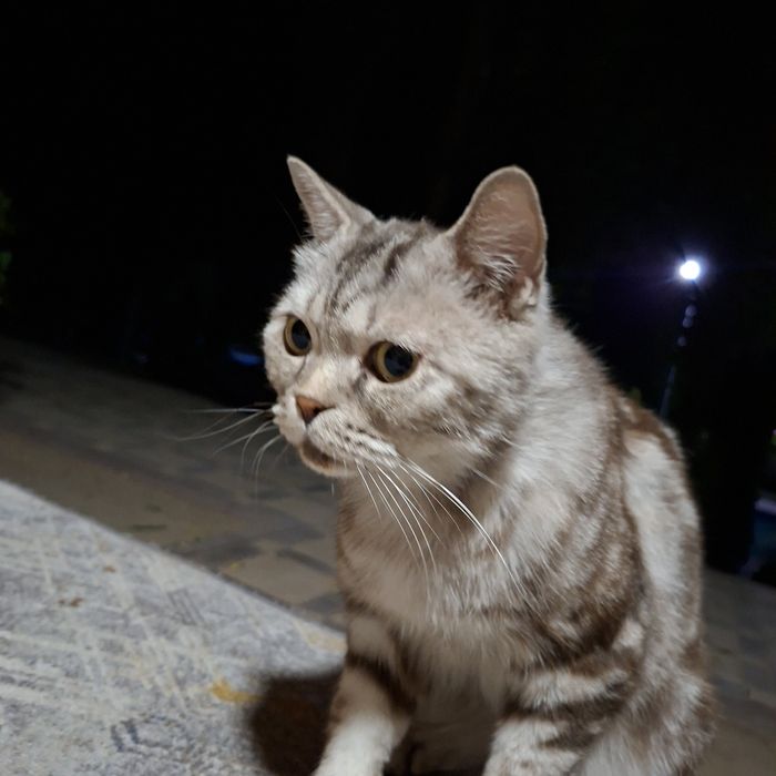 Мысық сатылады британский