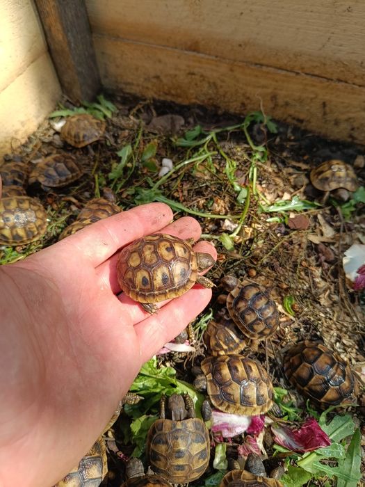 Țestoase, broaște testoase