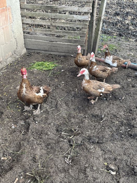 Vând rațe mute ciocolatii