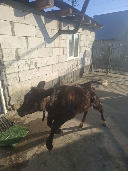 Vand vițea anțarcata 3.5 luni pret 3500 lei