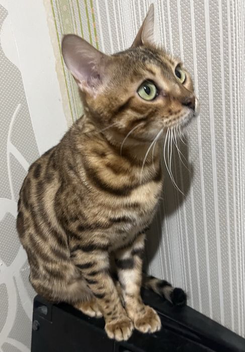 Бенгальская кошка