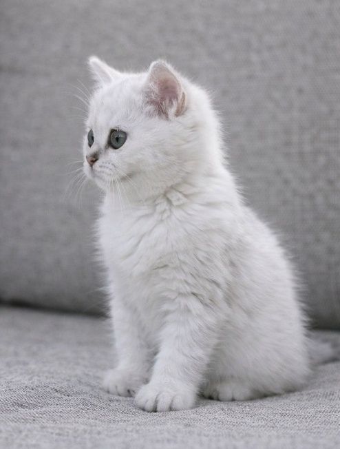 Котята Шиншиллы серебро