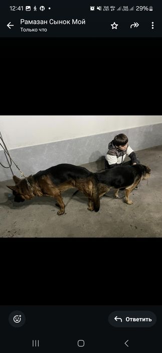 Немецкий щенки овчарки