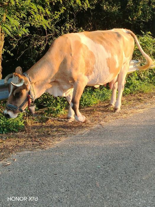 Vând. Vaca de 9 ani