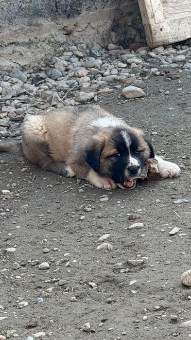 Щенки алабая 1 месяц 8 дней