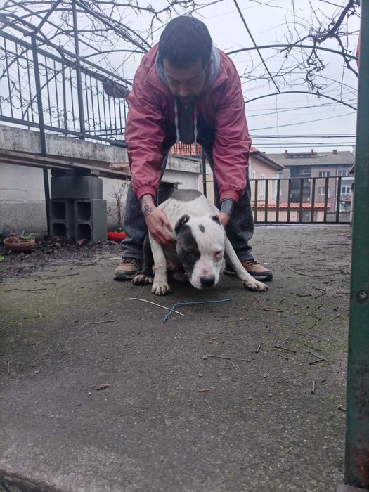 Питбул   син нос