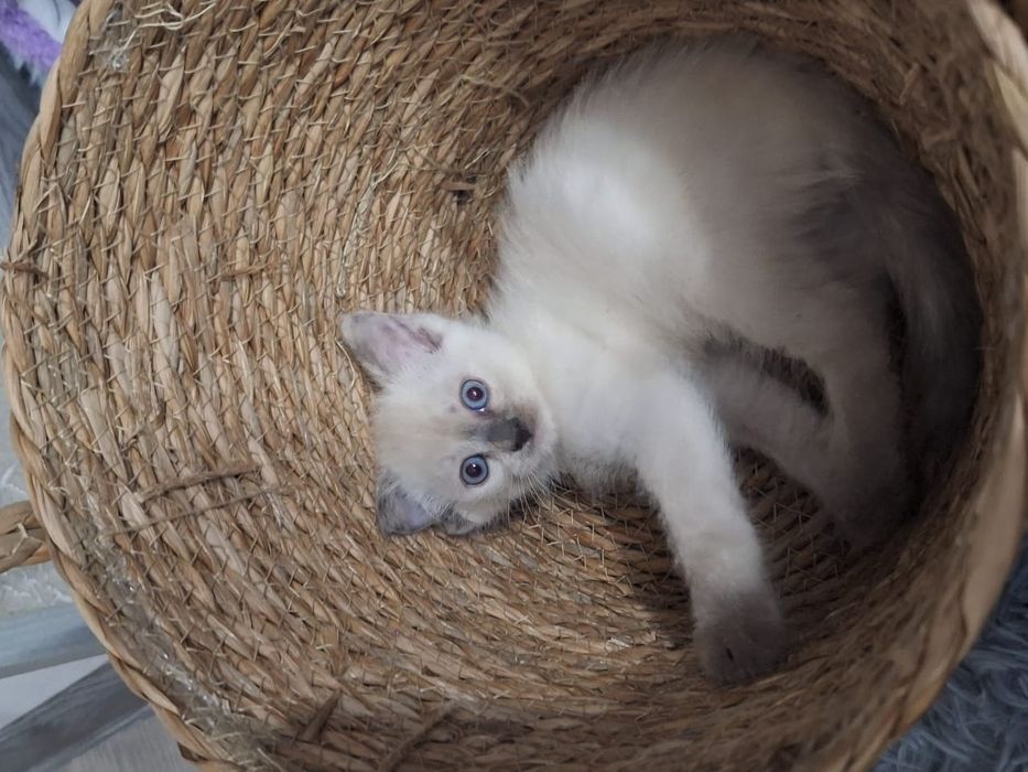 Котенок девочка в добрые руки