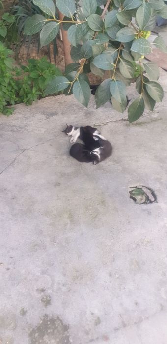 Отдам бесплатно котят в хоршие руки