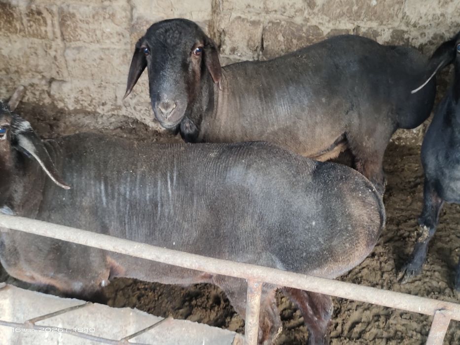 Куйлар супер нархда.