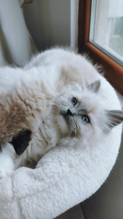 Ragdoll рагдол/регдол котe