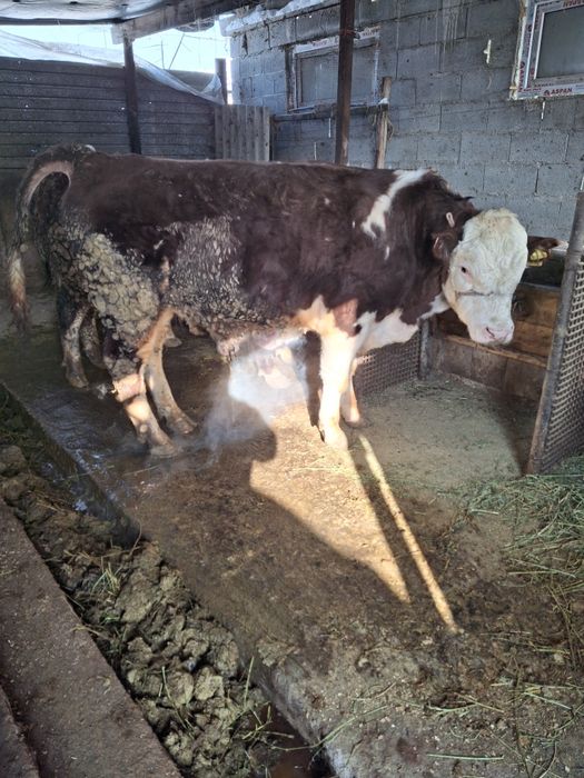 Продам быков ак бас