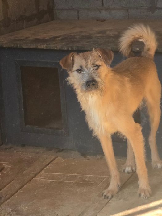 Молодой мальчик Дин, 11 мес., ищет дом