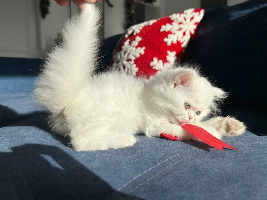 Pisicuță adorabilă Scottish Straight Longhair, cu Pedigree