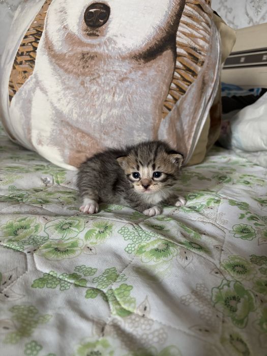 Продам шотландских вислоухий