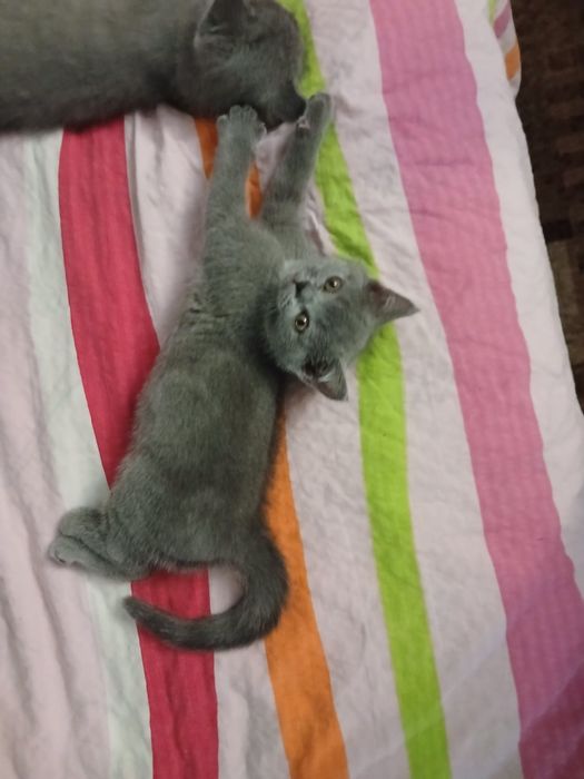 Британски котки 3 броя