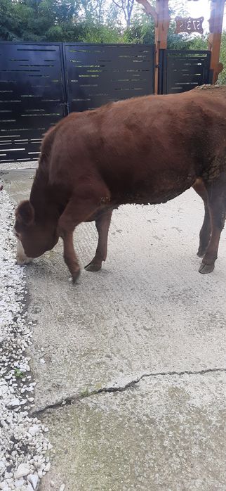 Animale de vanzare
