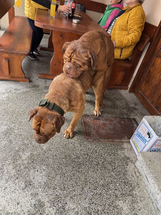 Dog de bordeaux / Дог от бордо / Френски мастиф