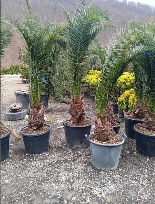 Plante Ornamentale
