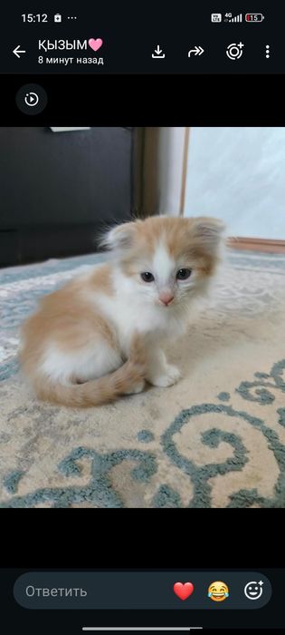 Пародный шотланский британский