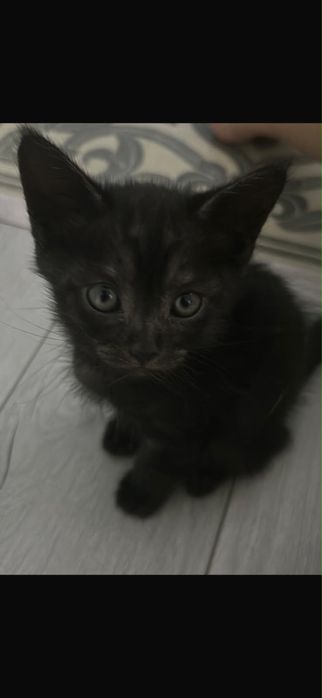 Отдаю котёнка в добрые руки