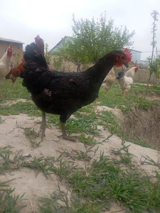 товук ва хурозлар сотилади  срочна